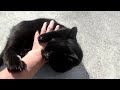 猫にいさんの『ニャ～tube』～沖縄・奥武島のイケメン黒猫「クロード」。