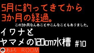 イワナとヤマメを飼育を始めてから今まで。数ヶ月の経過。【イワナとヤマメの120ｃｍ水槽】＃10 【120cm aquarium of  IWANA trout and YAMAME trout】