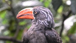 カンムリコサイチョウ (埼玉県こども動物自然公園) 2020年9月15日