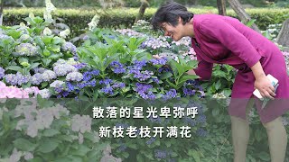 【海媽植物推薦48】散落的星光卑彌呼，新枝老枝開滿花|Himiko Hydrangea Macrophylla