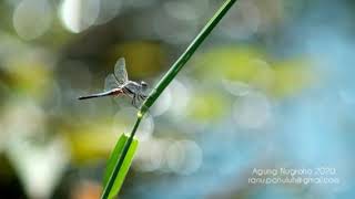 Brachydiplax chalybea - Mengenal Capung Sekitar Kita