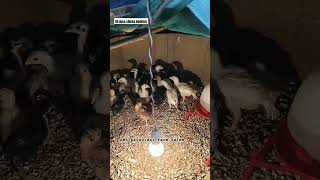 தூய பெருவிடை நாட்டுக் கோழி பண்ணை சேலம்.. #aseel #ams #rooster #pets #birds #tamil #farming #shorts