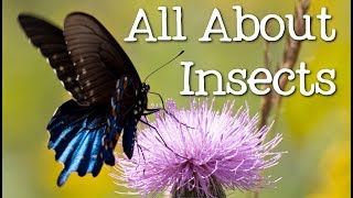 All About Insects for Children: Bees, Butterflies, Ladybugs, Ants and Flies for