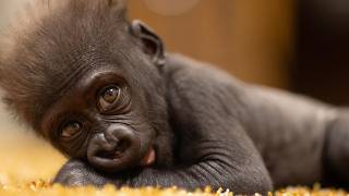 A Baby Gorilla’s Remarkable Tale of Survival and Second Chances