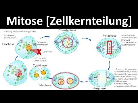 Como a mitose se diferencia da meiose?