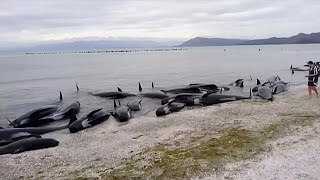 New Zealand: Race to save pilot whales in massive stranding