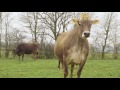 cows jumping for joy as they are released on to grass