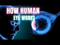 The Visual System: How Your Eyes Work? | Dr Academy