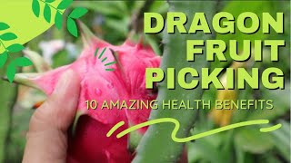 DRAGON FRUIT PICKING | 10 AMAZING HEALTH BENEFITS