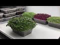 Harvesting and storing microgreens