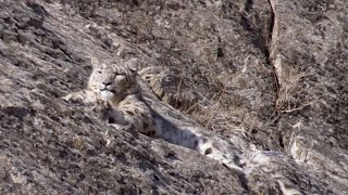 The Race to Find the Mysterious Snow Leopard | Snow Leopard: Beyond the Myth | BBC Earth