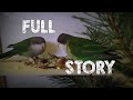 Aymara (Sierra) Parakeets, The Full Story