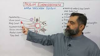 Water Vascular System in Echinodermata Urdu/Hindi medium @prof.masoodfuzail #phylumechinodermata