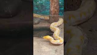 😰😳எவ்வளவு பெரிய மலைப்பாம்பு 🤯 #shorts #youtubeshorts #ytshorts #python #trending #snake #animals