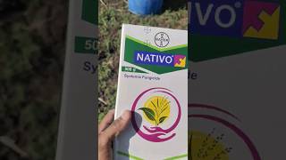 Nativo fungicide🔥 #nativo #bayer #bayernativo #shorts #trending #viral