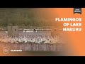 Flamingos of Lake Nakuru  | Mutual of Omaha's Wild Kingdom