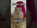 멍청하다고 하니까 화나서 달려오는 햄스터 봤음 귀여운 햄스터일상 pets cute animals hamsterious 동물 햄찌