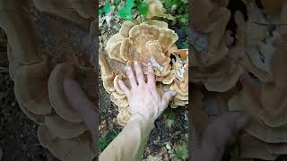 Polypores géants ! ( Meripilus giganteus )