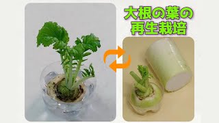 【リボベジ】大根の葉の再生栽培　～スーパーで買った大根のヘタを水で育てる～