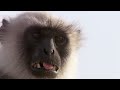 Scarface Fights Off Other Monkeys  Life Story  BBC Earth