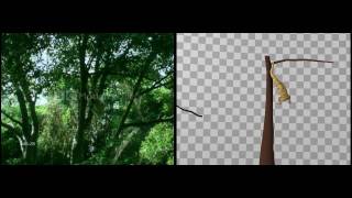 Motion Reference - Gibbon