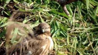 ノスリの鳴き声（ピョーッ、ピョーッ、ピョーッ）