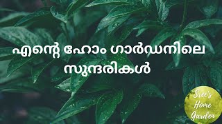 എൻ്റെ ഹോം ഗാർഡനിലെ കുറച്ച് സുന്ദരികൾ|Sree's Home Garden | #gardening