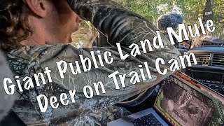Giant PUBLIC LAND Mule Deer on Trail Cam