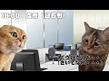 零細itベンチャー新卒社員の日常【猫ミーム】 猫ミーム