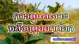 ดูแลเงาะหลังฤดูออกดอก | ต้นเงาะออกดอกแล้วดูแลอย่างไร? | แชร์ประสบการณ์