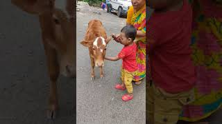 ज्ञान दादी के साथ गाय के बच्चे को प्यार करते हैं 2 #gyan #dadi #gaiya #cow #cowvideos #gai #goru