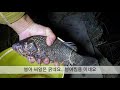 메기통발1차 돼지고기 개사료 어분... 과연 catfish trap 1 pork