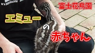 エミューの赤ちゃん その２【富士花鳥園】