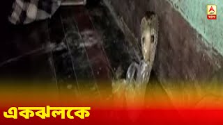 বিষধর গোখরোর থেকে সন্তানদের বাঁচাতে সমানে ডেকে যাচ্ছে দুই বিড়াল, শেষ পর্যন্ত কী হল?