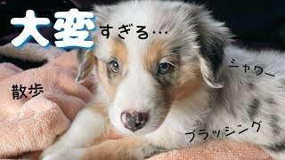 【生後2ヶ月の子犬】楽そうに見えて実は苦手な事だらけ