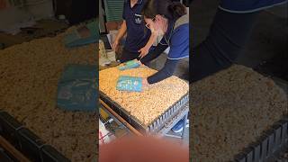 台灣傳統零食 爆米香製作過程 How Puffed Rice Candy is Made