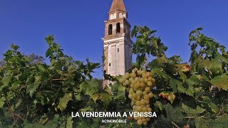 La vendemmia a Venissa