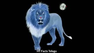 Top eyes blink lion 🦁 illusion 😵