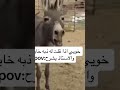 خويي إذا قلت له ذبه خايسه والاستاذ يشرح