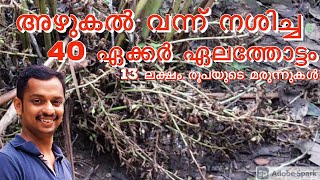 ഏലം ചെടികളില്‍ അഴുകല്‍ രോഗം #cardamom diseases in rainy season #cardamom farming drawbacks  #elam