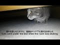 猫達、初めて地震を体験する　cats experienced earthquake