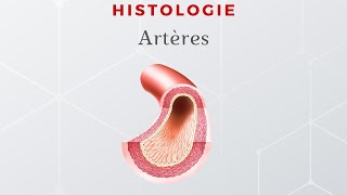 Histologie des artères