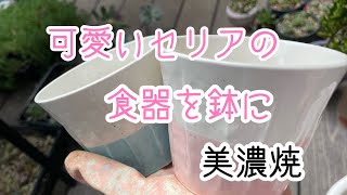 【多肉植物】100均セリアの食器を鉢に