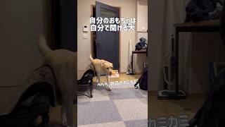 自分のおもちゃは自分で開ける犬★ Dogs that open their own toys★#shorts #ラブラドールレトリバー #dog #labradorretriever #癒し