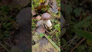 Gomphidius glutinosus / The slimy spike-cap / Eglaines zeltkāte