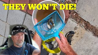 How I Kept Mud Minnows Alive at Home Over 60 Hours ~ They Won't Die