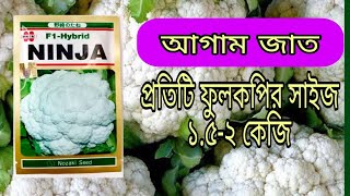 ফুলকপির আগাম জাত|ফুলকপি চাষ পদ্ধতি |ফুলকপি চাষ@Agroone1