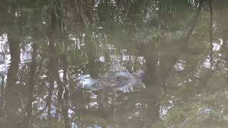 【横浜/都筑区】徳生公園の魚影（This is the image of a fish in Tokusho Park）