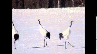 丹頂鶴の鳴き声