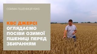 КВС ДЖЕРСІ: оглядаємо посіви озимої пшениці перед збиранням | КВС-УКРАЇНА